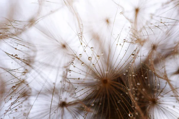 Abstract Dandelion Flower Background Seed Macro Closeup Soft Focus — Stock Photo, Image