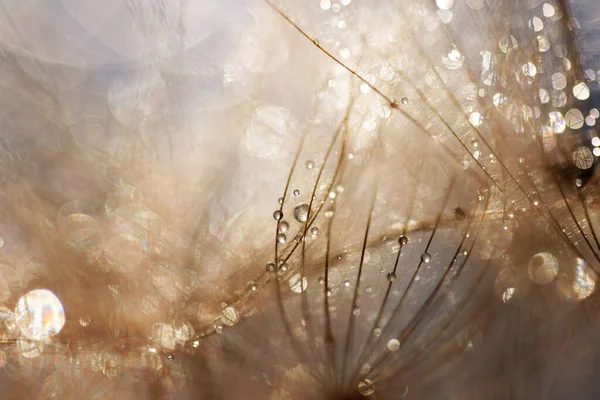 Abstract dandelion flower background. Seed macro closeup. Soft focus
