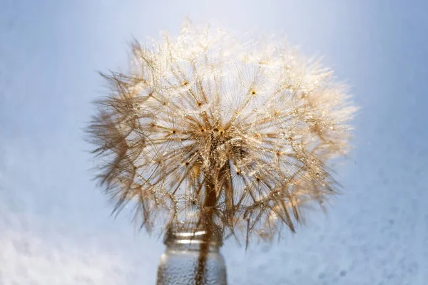 Abstract Dandelion Flower Background Seed Macro Closeup Soft Focus — Stock Photo, Image