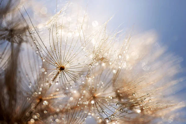 摘要蒲公英的花朵背景 种子宏观特写 软焦点 — 图库照片