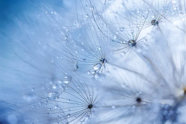 Abstract Dandelion Flower Background Seed Macro Closeup Soft Focus — Stock Photo, Image