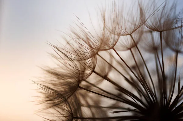 摘要蒲公英的花朵背景 种子宏观特写 软焦点 — 图库照片