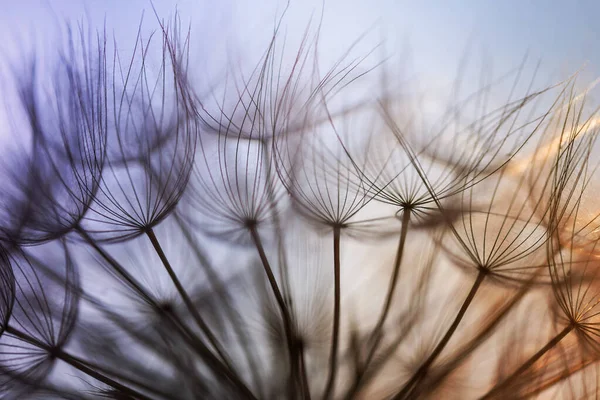 摘要蒲公英的花朵背景 种子宏观特写 软焦点 — 图库照片