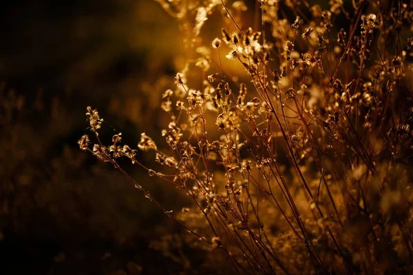 选择柔软的干草焦点 茎在金色落日的阳光下迎风飘扬 草的概念 — 图库照片