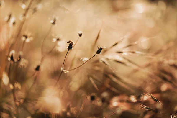 Selective Soft Focus Dry Grass Reeds Stalks Blowing Wind Golden — Stock Photo, Image