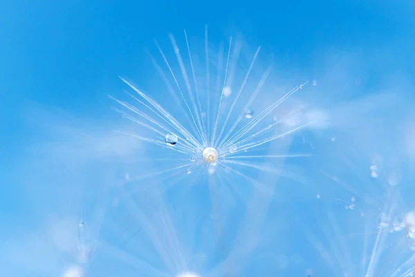 Насіння Кульбаби Краплями Роси Ідеальна Прикраса Стильного Інтер Єру — стокове фото