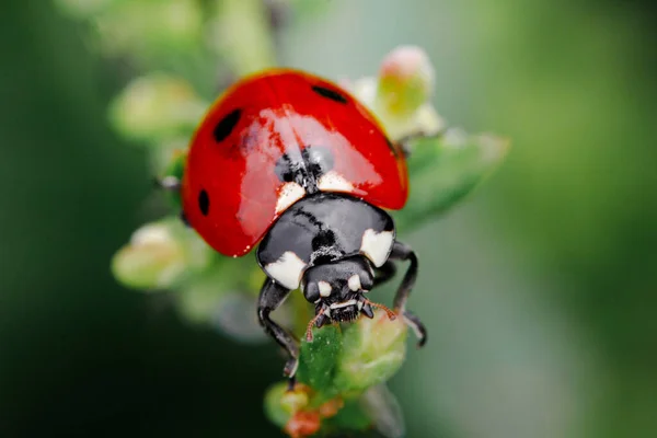 Spring Nature Background Green Grass Ladybug Beautiful Nature Background Morning — Stock Photo, Image