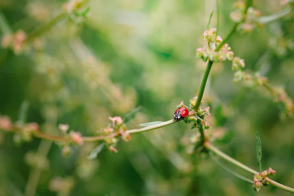 Spring Nature Background Green Grass Ladybug Beautiful Nature Background Morning — Stock Photo, Image