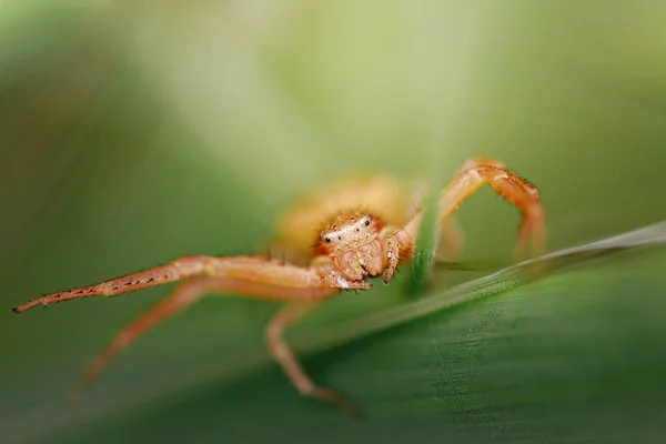 Petite Araignée Mignonne Dans Son Habitat Portrait Détaillé Insectes Avec — Photo