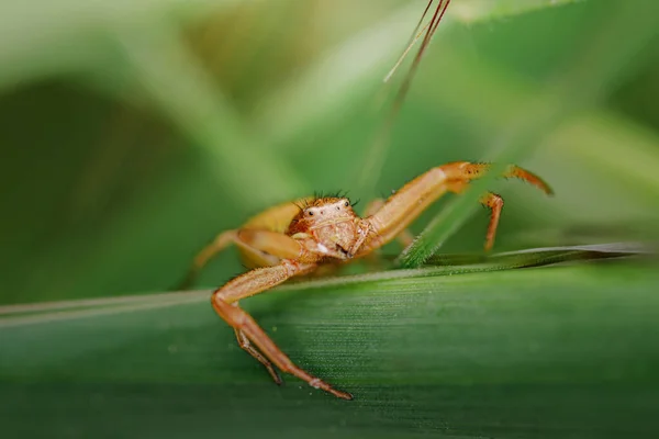 Niedliche Kleine Spinne Ihrem Lebensraum Insektenporträt Mit Sanftem Grünem Hintergrund — Stockfoto