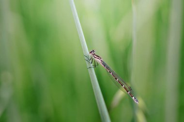 Mavi yusufçuk çayırdaki çimlerde oturur.