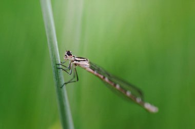 Mavi yusufçuk çayırdaki çimlerde oturur.