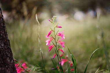 Çimen ve çiçeklerle dolu bahar arka planı. Arkaplan olarak kullanmak için