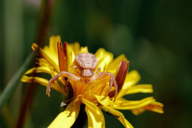 Yaşam alanında sevimli küçük bir örümcek. Yumuşak yeşil arka planı olan böcek detaylı portresi. Doğadan vahşi yaşam sahnesi.