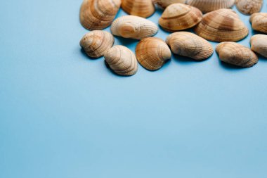 Yaz sahili arka planı, açık mavi arka planda deniz kabukları. Üst Manzara. Deniz yaz tatili geçmişi