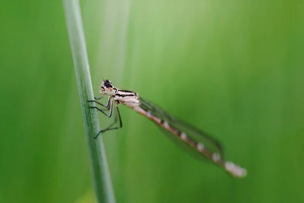 Blue Dragonfly Sits Grass Meadow — Stock Photo, Image