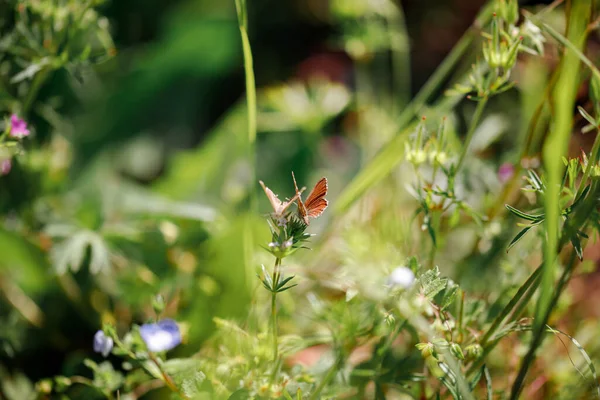 Macro Una Mariposa Cacyreus Marshalli Una Flor — Foto de Stock