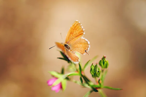 Macro Una Mariposa Cacyreus Marshalli Una Flor — Foto de Stock