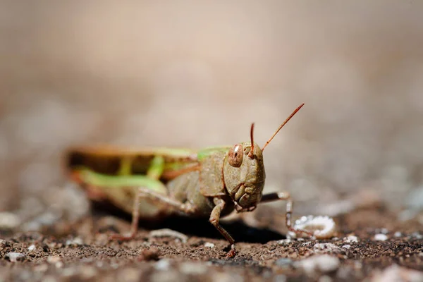 Meadow Grasshopper Chorthippus Parallelus Macro Shot Grasshopper — Stock Photo, Image