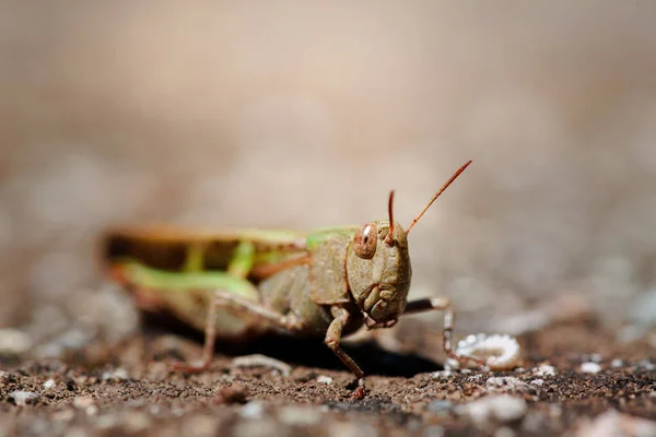 Heuschrecke Chorthippus Parallelus Makroaufnahme Einer Heuschrecke — Stockfoto