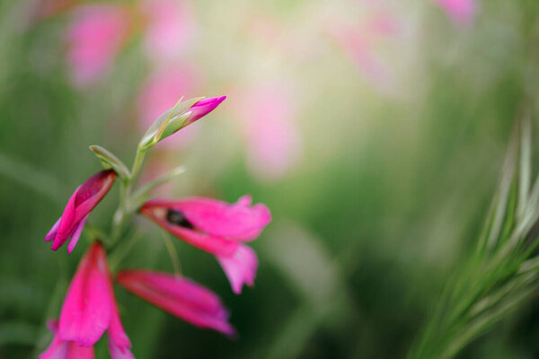 spring background with grass and flowers. For use as a backdrop