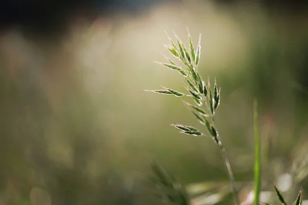 Sfondo Primavera Con Erba Fiori Utilizzare Come Sfondo — Foto Stock