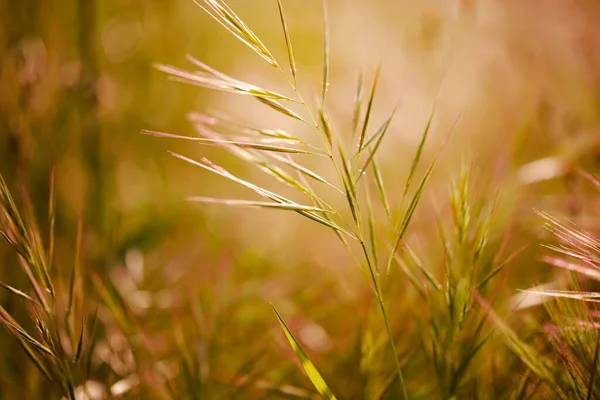 Sfondo Primavera Con Erba Fiori Utilizzare Come Sfondo — Foto Stock