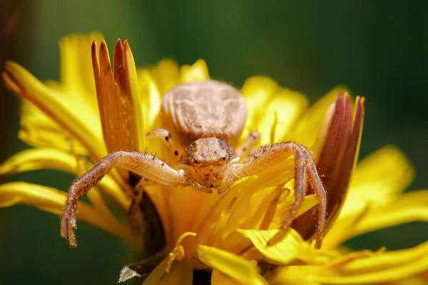 Roztomilý Malý Pavouček Svém Prostředí Detailní Portrét Hmyzu Měkkým Zeleným — Stock fotografie