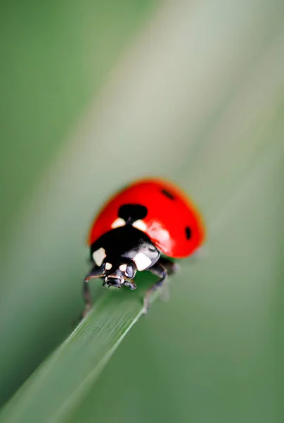 Spring Nature Background Green Grass Ladybug Beautiful Nature Background Morning — Stock Photo, Image