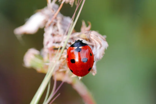 Spring Nature Background Green Grass Ladybug Beautiful Nature Background Morning — Stock Photo, Image