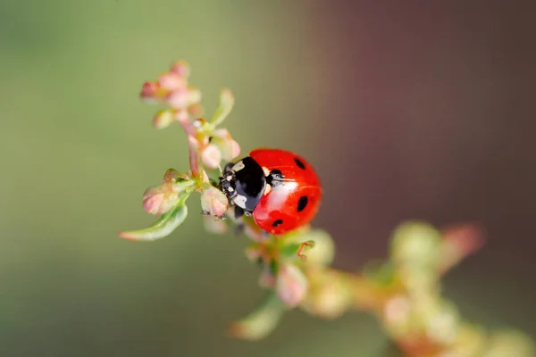 Spring Nature Background Green Grass Ladybug Beautiful Nature Background Morning — Stock Photo, Image