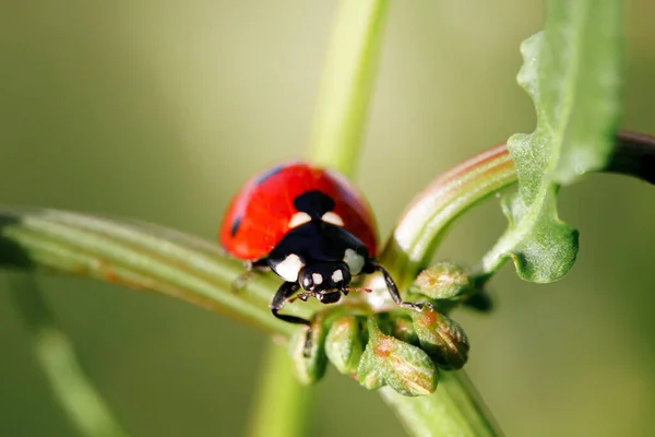 Voorjaar Natuur Achtergrond Groen Gras Met Lieveheersbeestje Prachtige Natuur Achtergrond — Stockfoto