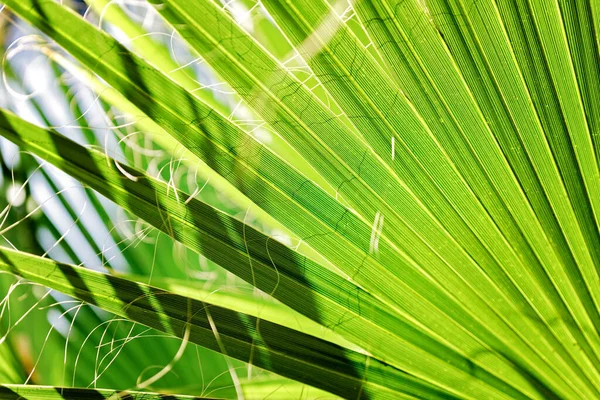 Green Palm Leafs Background Nature Background — Stock Photo, Image
