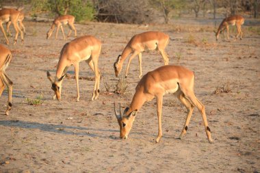 Impala Botsvana