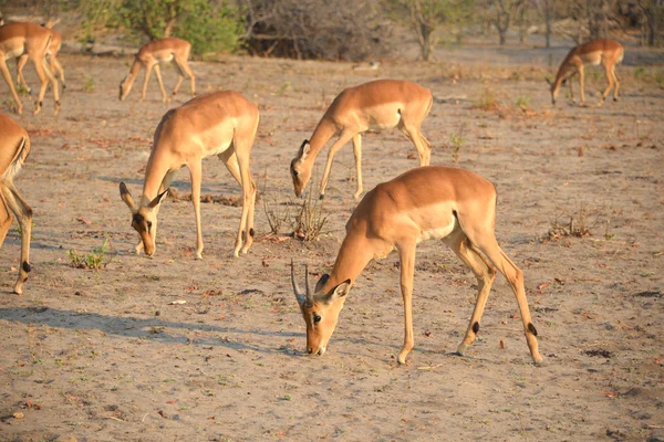 Impala in Botswana — Stockfoto