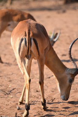 Impala Botsvana