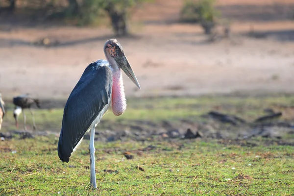 Chobe Parkban Botswana Marabu — Stock Fotó