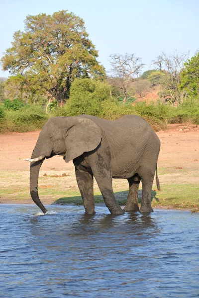 Chobe Afrika fili — Stok fotoğraf