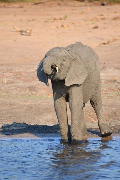 Elephant Drinking at River — Stock Photo, Image