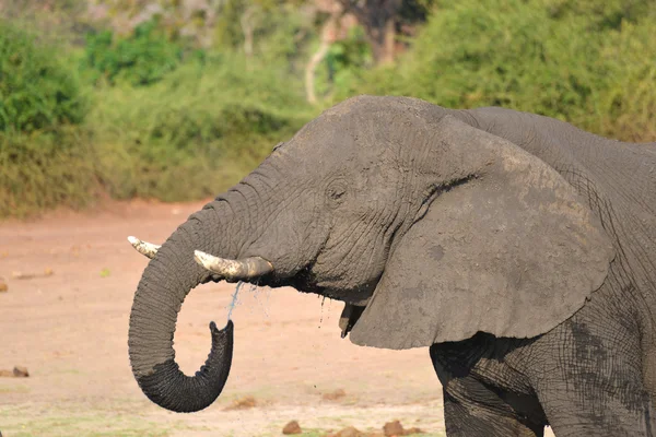 Afrikanischer Elefant in Chobe — Stockfoto