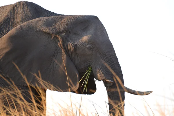 Chobe Afrika fili — Stok fotoğraf