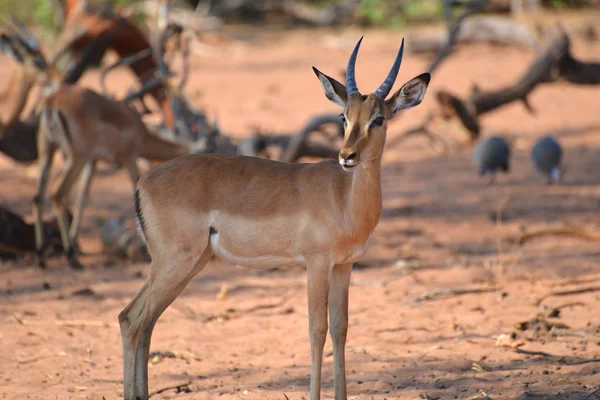 Impala i Botswana — Stockfoto