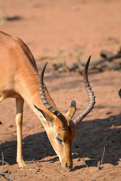 Impala in Botswana — Stockfoto