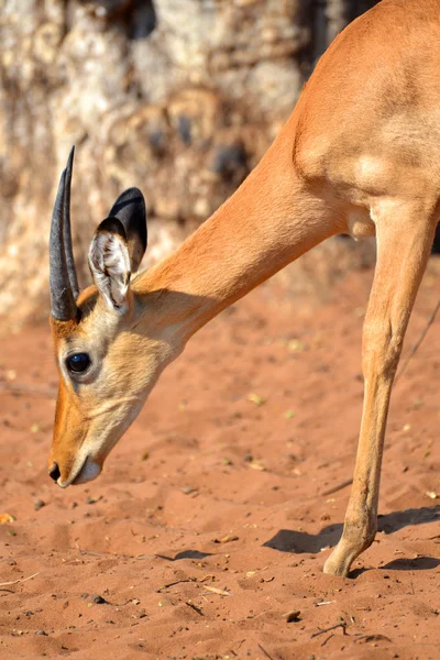 Impala in Botswana — Stockfoto