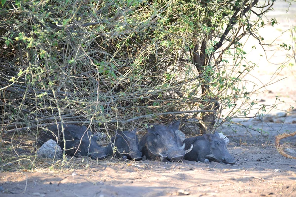 Vårtsvin i Afrika — Stockfoto