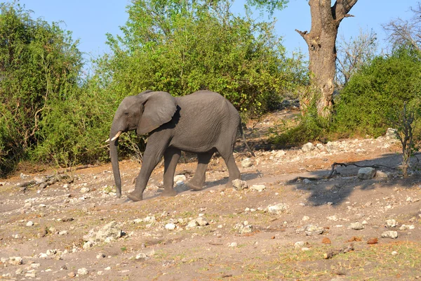 Chobe Afrika fili — Stok fotoğraf