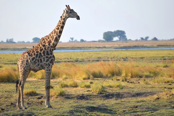 Giraffe in Botswana — Stockfoto