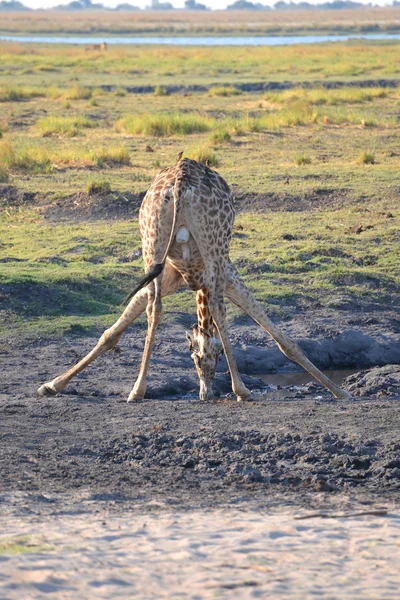 Girafa no Botsuana — Fotografia de Stock