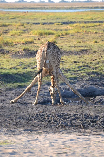 Giraffe in Botswana — Stockfoto