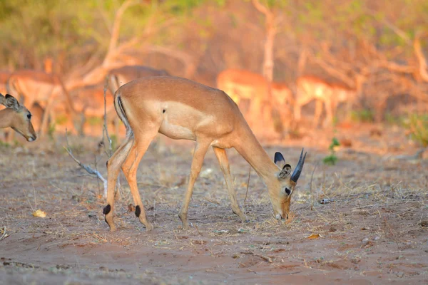 Impala no Botsuana — Fotografia de Stock